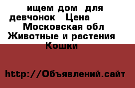 ищем дом  для девчонок › Цена ­ ...1 - Московская обл. Животные и растения » Кошки   